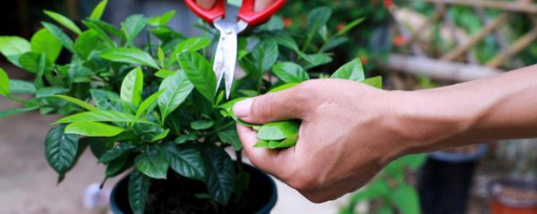 栀子花的繁殖方法