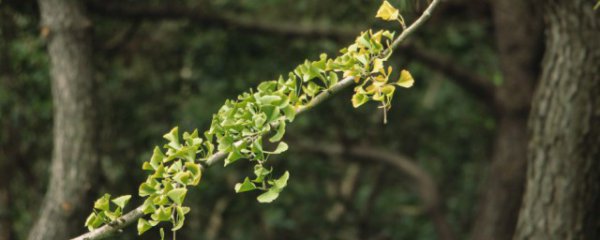 银杏树繁殖方法