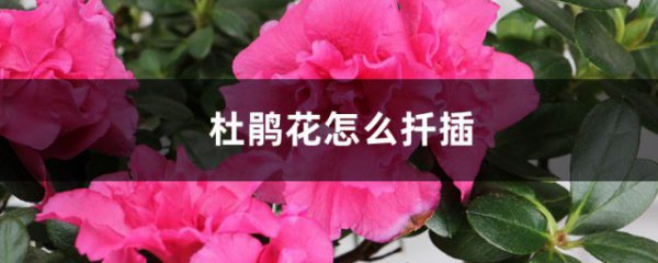 杜鹃花插枝方法