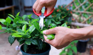 栀子花的繁殖方法 栀子花怎么繁殖