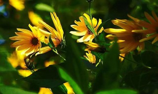 哪些植物可以预报天气 什么植物可以预报天气