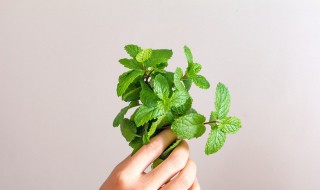 传统薄荷糕 薄荷糕做法 如何做薄荷糕好吃