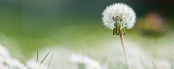 四海为家的植物有哪些