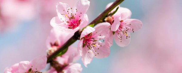 桃花仙人种桃树又摘桃花换酒钱桃花仙人指