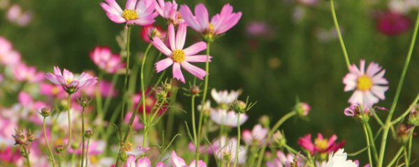 指尖的格桑花是什么意思