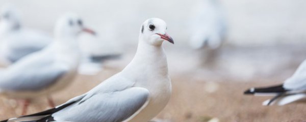 鸽子品种大全