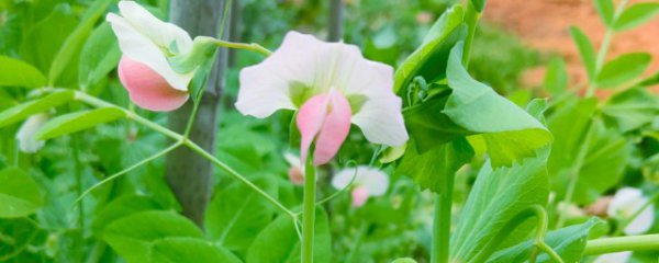 香豌豆花语是什么都有哪些寓意