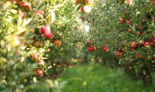 最新苹果树修剪方法 苹果树如何修剪 如何修剪苹果树