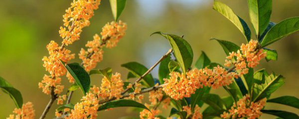 桂花树如何养殖