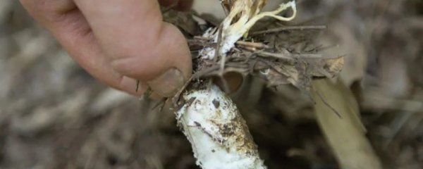 金蝉花种植方法