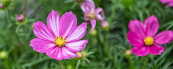 格桑花如何种植