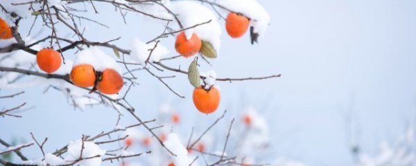 柿子怎么做成柿饼