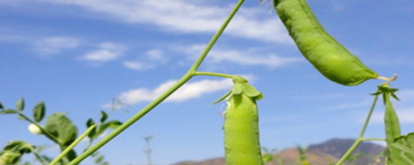 荷兰豆种植方法