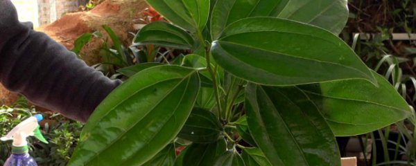 平安树室内种植方法