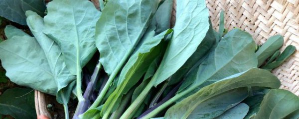 白露种植什么蔬菜室外