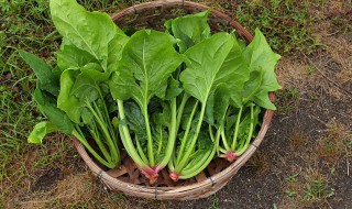 菠菜什么季节种植 菠菜如何种植方法 怎么种菠菜