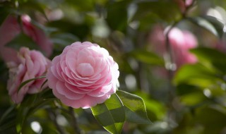 花上的蚜虫怎么治 花上的蚜虫如何治