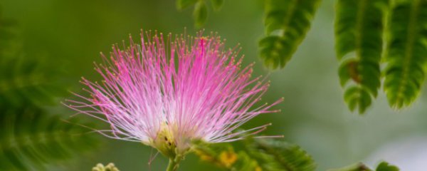 夜合花和合欢花傻傻分不清