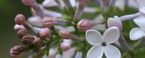 丁香花种子怎么种植