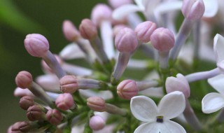 丁香花种子怎么种植 怎么种丁香花种子