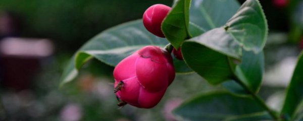 抱茎茶花养殖方法