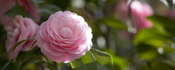 茶花的风水寓意是什么