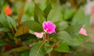 凤仙花的繁育方法教大家如何饲养凤仙花 凤仙花如何繁育