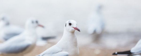 鸽子寓意