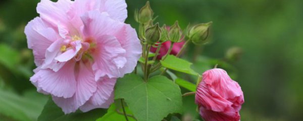 芙蓉花的功能告诉你芙蓉花有什么用