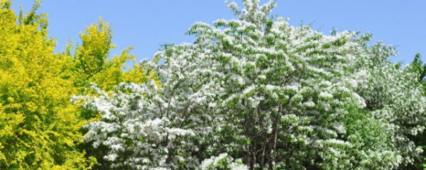 流苏树的花语和植物文化