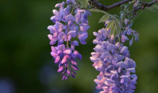 紫藤花什么季节开 紫藤花简介 紫藤花是什么