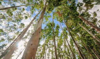 桉树高产种植技术施肥方法 如何种植桉树 种植桉树的方法