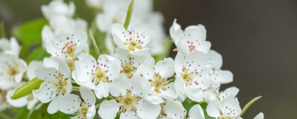 如何种植黄花梨