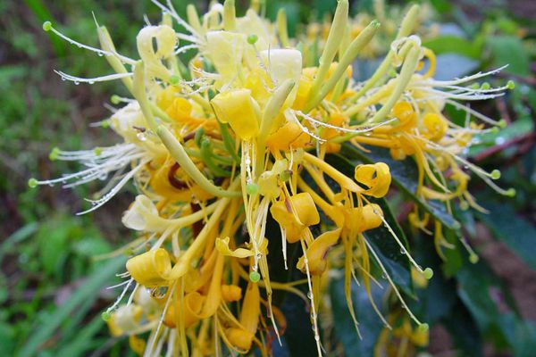 金银花洗脸可以祛痘吗