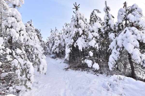 山前桃花山后雪是天气还是气候