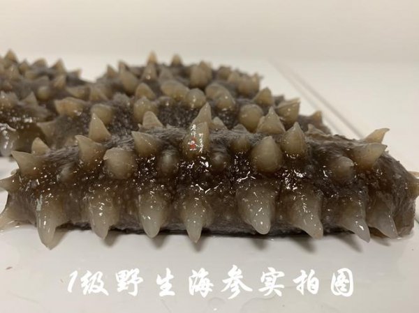 海参是一种生长在海底的什么