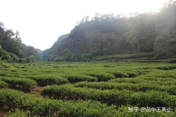 武夷山岩茶是什么茶？