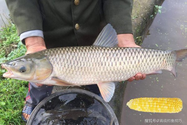 立秋后钓草鱼钓什么水层