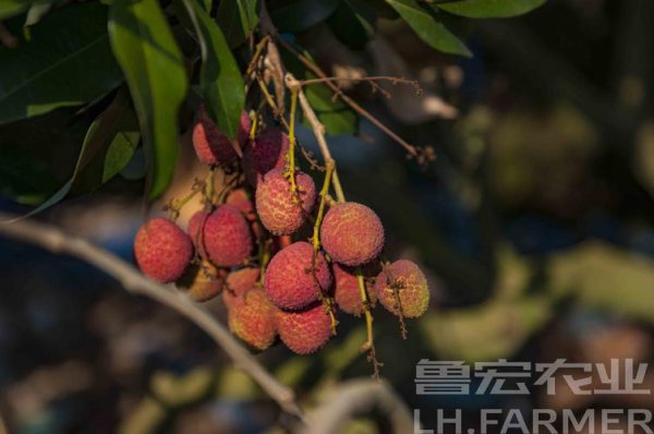 荔枝桂花香是桂味吗