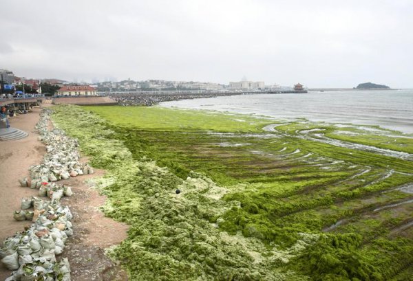 浒苔为什么会大量在青岛出现