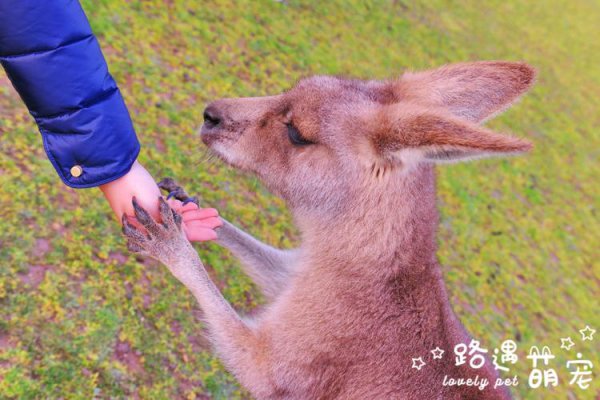 袋鼠摇手出自哪里