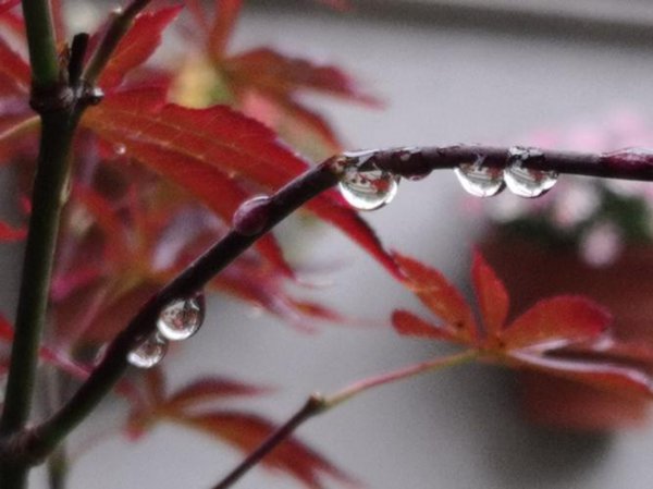 入伏下雨有什么说法？