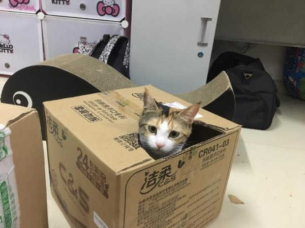 快递能寄宠物猫吗