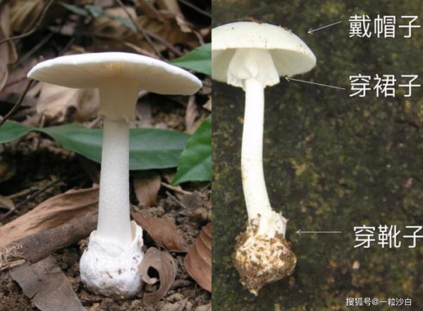 毒蘑菇用手摘会中毒吗