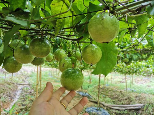 百香果夏天常温下能放多久