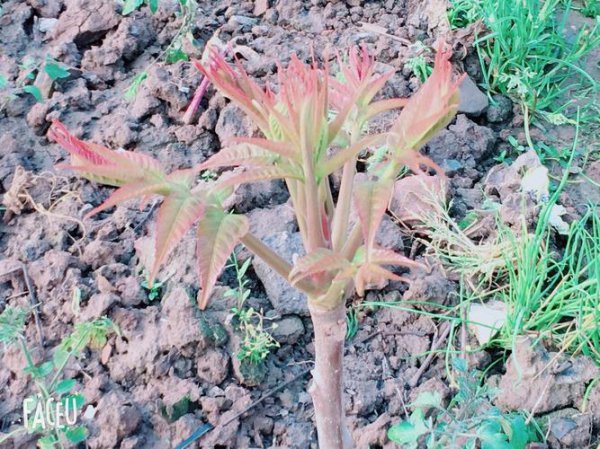 香椿树开花能吃吗