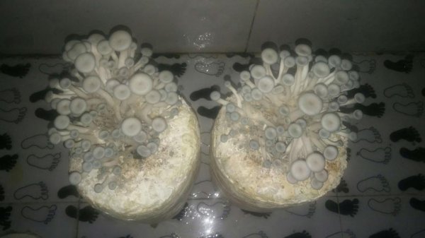 蟹味菇长白毛图片图片