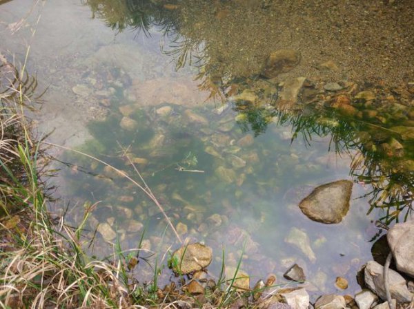 水桶里的青苔有毒吗