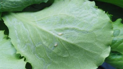 生菜上有铁锈有黄斑能吃吗 生菜有铁锈或者黄斑能吃吗