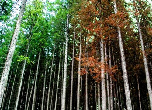 常青树是什么树种